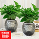 綠蘿盆栽室內植物花卉綠植水培客廳凈化空氣綠籮新房家用 15-20株綠蘿+灰色鉆石盆吸水盆【2盆】
