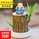 巴西木開花水養(yǎng)格魯特小木人水培幸運木室內好養(yǎng)懶人花卉綠植盆栽 【巴西木+白盆+小和尚】送液 【帶芽發(fā)貨】裸根不帶土高10-15厘米