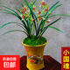 蘭花苗盆栽墨蘭建蘭惠蘭四季開(kāi)花好養濃香型客廳室內觀(guān)賞花卉綠植 13【小國魂】 3苗連體【送肥】明年開(kāi)花