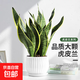 虎尾蘭金邊虎皮蘭室內(nèi)客廳凈化空氣吸甲醛花卉盆栽花卉綠植植物 金邊虎皮蘭25-30cm3株+小白豎紋瓷盆