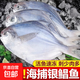 新鮮銀鯧魚 野生海捕銀鯧魚鮮活速凍冰鮮新鮮速凍鯧魚一整箱 3斤新鮮野生銀鯧魚 4-5條左右/斤