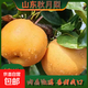 正宗山東秋月梨新鮮脆甜多汁當(dāng)季水果萊陽(yáng)冰糖梨蜜梨沐真 帶箱5斤大果