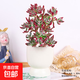 錦晃星多肉老樁盆栽名貴法師多肉綠植室內(nèi)面趣味紅兔耳朵花卉 約20cm錦晃星多頭老樁+高腳瓷盆