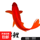 順豐錦鯉魚(yú)活魚(yú)冷水淡水魚(yú)苗觀(guān)賞魚(yú)金魚(yú)小型好養耐活紅鯉魚(yú)小錦鯉 13-15CM紅金2條
