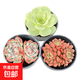 多肉植物辦公室內(nèi)陽(yáng)臺(tái)肉肉桌面親子園藝微景觀好養(yǎng)綠植盆栽DIY 紅寶石+玫瑰+吉娃娃組合：9cm盆