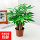 發(fā)財樹盆栽大植物室內辦公室桌面客廳小盆景招財樹苗綠植花卉盆栽 三桿發(fā)財樹 5-8cm【原盆】 【送肥料】