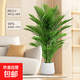 仿真綠植散尾葵大盆栽裝飾客廳落地室內大型擺件假盆栽綠植輕奢扎 1.6米12桿散尾葵+原盆