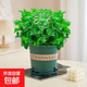 薄荷盆栽可食用大苗水培室內(nèi)驅(qū)蚊綠植迷迭香香草植物檸檬貓薄荷 精品大盆薄荷+加侖盆