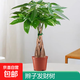 發(fā)財樹(shù)盆栽大型室內綠植物花卉招財樹(shù)搖錢(qián)樹(shù)開(kāi)業(yè)喬遷新居贈禮綠植 辮子發(fā)財樹(shù)50-60cm高【原盆】