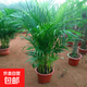 散尾葵綠植鳳尾竹盆栽袖珍椰子室內大型綠植四季常青富貴椰子植物 【80-100厘米11-12顆造型好][育苗盆