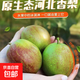 正宗河北香梨特級新鮮水果梨子當季脆甜多汁新6活動(dòng)專(zhuān)項 帶箱2斤單果115+