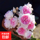 果汁陽(yáng)臺月季花苗帶花苞盆栽四季開(kāi)花玫瑰特大花庭院陽(yáng)臺花卉植物 夏利瑪中苗