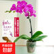 蝴蝶蘭盆栽帶花苞雙劍精品綠植高級感花卉苗多季開花 送掛件卡片 滿天紅蝴蝶蘭【帶花苞】
