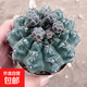 緋花玉開花仙人球小盆栽帶花苞多肉植物仙人掌陽臺室內(nèi)好養(yǎng)綠植 緋花玉6cm左右 帶花苞發(fā)貨 帶盆栽好