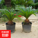 鐵樹(shù)盆景鐵樹(shù)苗蘇鐵樹(shù)苗盆栽綠植物花卉大鐵樹(shù)盆景苗大型綠植花卉 鐵樹(shù)球莖10-12cm