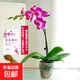 蝴蝶蘭盆栽帶花苞雙劍精品綠植高級感花卉苗多季開(kāi)花 送掛件卡片 天堂鳥(niǎo)蝴蝶蘭【帶花苞】