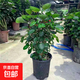 福祿桐圓葉金錢(qián)兜大型盆栽室內客廳辦公室綠植錢(qián)多多金錢(qián)樹(shù)好植物 金錢(qián)兜50-60cm（原盆）