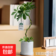 造型鴨腳木盆栽八方來財(cái)辦公室桌面招財(cái)綠植室內(nèi)凈化空氣好養(yǎng)植物 造型鴨腳木+直桶白瓷盆+瓷托+吊卡 帶盆栽好（高50-60cm）