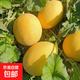 甘肅沙漠金色年華哈密瓜頭茬蜜瓜自然熟高甜度新鮮水果甜脆 凈重8-9斤 2-3枚裝
