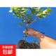 可食用金銀花樹(shù)苗濃香四季開(kāi)花卉盆栽陽(yáng)臺庭院爬藤植物老樁帶花苞 金銀花苗3年苗一顆黃色30-40cm