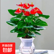 大號紅掌高30-40cm 鴻運當頭室內(nèi)花盆栽客廳辦公室開花類四季好養(yǎng) 【玻璃儲水盆】 高45起 2盆 30-40cm