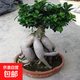 榕樹盆栽盆景樹苗大榕樹人參榕金錢榕大型老樁提根樹苗綠植物花卉 大號榕樹35-40cm高