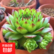 觀音蓮多肉植物辦公室內(nèi)大顆好養(yǎng)盆栽大棵室內(nèi)多肉老樁陽臺盆景 觀音蓮5-8頭 原盆土發(fā)貨 不含盆