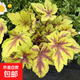 礬根花苗室外植物盆栽大苗耐寒庭院觀(guān)葉組合草花小苗地栽綠植花卉 黃金斑馬 110#大苗 不含盆