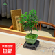 【清香木盆景】飄枝老樁花卉好養(yǎng)綠植盆栽茶桌高檔年貨帶花盆底座 獸面盆清香木高約15+底座