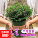 帶花苞滿(mǎn)天星獨桿棒棒糖盆栽四季開(kāi)花植物不斷開(kāi)好養綠植花卉陽(yáng)臺 滿(mǎn)天星：多顆大盆含加侖盆