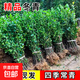 圍墻籬笆植物大葉北海道黃楊苗冬青樹(shù)苗四季常青耐寒庭院綠籬樹(shù)苗 冬青60厘米高*10棵