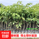 正宗海南沉香樹(shù)苗名貴苗木沉香小苗珍貴奇楠白木苗四季常綠地栽 沉香苗70-80厘米高_1顆 其他