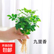 【九里香芳香驅蚊】九里香盆栽辦公室綠植室內四季花卉桌面植物 【實(shí)惠】九里香5-8顆