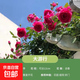 一米五特大苗藤本月季耐寒耐熱四季開花大花濃香薔薇花玫瑰月季花 大游行【開花爆滿】 1.5米特大苗