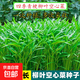 山東壽光蔬菜種子大全香菜菜種青菜番茄菠菜西瓜小蔥生菜菜籽 柳葉空心菜種子100粒