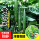 蔬菜秧苗辣椒苗朝天椒小米辣苗黃瓜西瓜秧苗陽(yáng)臺(tái)庭院盆栽春季種植 現(xiàn)挖 / 蜜刺黃瓜苗（6棵）