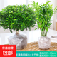 正宗清香胡椒木盆栽花卉室內(nèi)外驅(qū)蚊草植物樹苗老樁盆景九里香綠植 【驅(qū)蚊組合】6年胡椒木+竹柏-2盆/不含盆