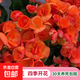 麗格海棠重瓣大花盆栽紅玫瑰室內客廳陽(yáng)臺四季開(kāi)凈化空氣好養花卉 【四季開(kāi)花】橙色 麗格海棠帶花苞 不含盆