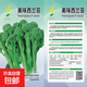 西蘭苔種子芥蘭種籽芥菜苔種子四季春種耐熱陽(yáng)臺庭院蔬菜種子大全 西蘭苔種子 一包約300粒