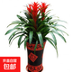 鴻運當頭盆栽小紅星辦公室內綠植物花卉客廳擺放花卉綠植物大盆景 鴻運當頭50-70cm【原盆】