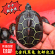 外塘中華草龜長壽龜小烏龜活體水龜金線草龜苗好養(yǎng)鎮(zhèn)宅雜食寵物龜 蘇北金線草7-8厘米（金錢明顯） 2只好事成雙