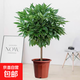 平安樹(shù)客廳盆栽大型植物辦公室內老樁大葉幸福樹(shù)四季常青旺宅綠植 精品平安樹(shù)60厘米（原土發(fā)貨） 原土發(fā)貨