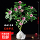金邊瑞香盆栽濃香型老樁大苗帶花苞耐寒陽臺花卉植物室內(nèi)花年宵花 瑞香八年壯苗爆款苗【開花爆盆】原盆