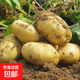 山東新鮮黃心土豆農(nóng)家自種黃皮馬鈴薯黃心洋芋新鮮蔬菜 山東黃心大豆大果2斤 含箱