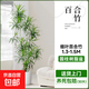 百合竹客廳綠植金邊柳葉百合竹真綠植大盆栽老樁造型室內輕奢懶人 細葉百合竹130-150cm+圓柱樹(shù)脂盆