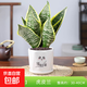 虎尾蘭金邊虎皮蘭室內客廳凈化空氣吸甲醛花卉盆栽花卉綠植植物 金邊虎皮蘭30-40cm3株+中號前途無(wú)量瓷盆