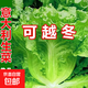 蔬菜種子套裝大全山東壽光菜籽大全各種菜種籽 【輝】四季生菜種子1000粒