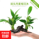 【京東物流】水草套餐 好養耐活真水草植物綠菊大葉綠九冠魚(yú)缸 丹麥榕沉木雙頭
