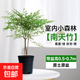 南天竹盆栽客廳綠植高級感大型植物室內好養活高端大氣上檔次落地 精品叢生多枝南天竹20cm-40cm高【育苗盤(pán)】