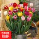 郁金香種球水培綠植土培室內(nèi)花卉種子盆栽植物花種球耐寒 混色郁金香種球10個